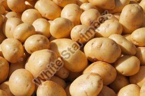 Indian Fresh Potato