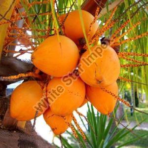 Orange Tender Coconut