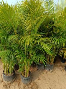 Areca Palm