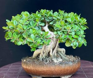 Bonsai Plant