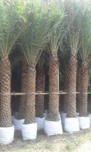 Date Palm