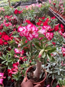 Desert roses Plant