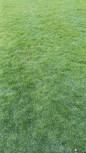 Mexican Grass