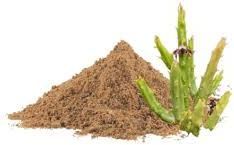 Caralluma Dry Extract