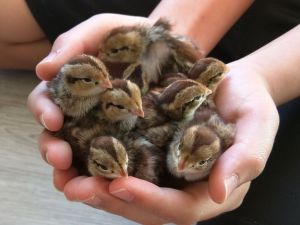 Country Chicken Chicks