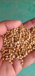 Coriander Seeds