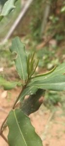 Macadamia Plants