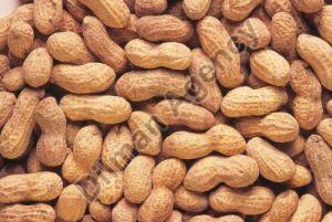 Raw Shelled Groundnuts