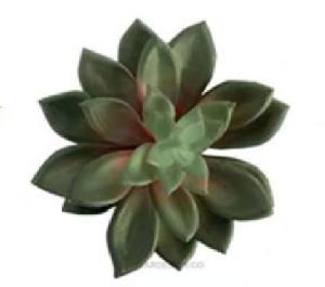 Echeveria Lipstic