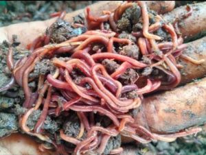 Eisenia Fetida Earthworm