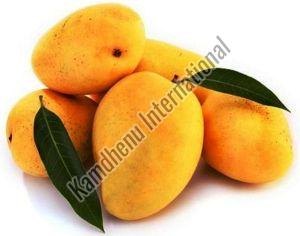 Fresh Kesar Mango