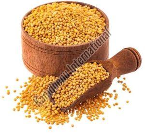 Yellow Mustard Seeds