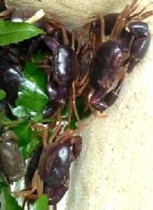 Black Purple Crabs