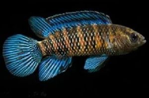 Blue Badis Aquarium Fish