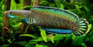 Channa Andrao Aquarium Fish
