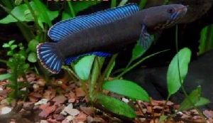 Channa Blue Andrao Aquarium Fish