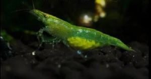 Green Shrimps Aquarium Fish