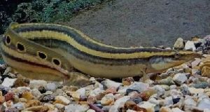 Peacockeels Aquarium Fish