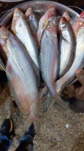 Frozen Bhetki Fish
