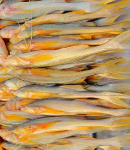 Frozen Bhetki Fish