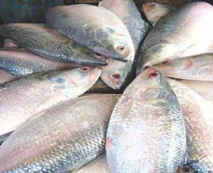 Frozen Bhetki Fish