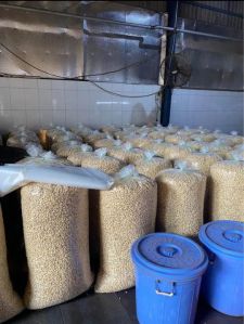 W210 Cashew Nuts