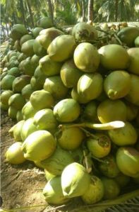Tender Coconut