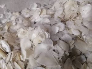 Dry Fish