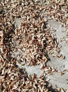 Dry Prawn