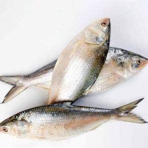 Frozen Hilsa Fish