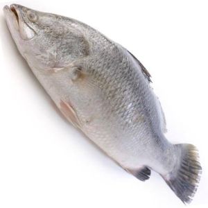 Frozen Hilsa Fish
