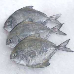 Pomfret Fish