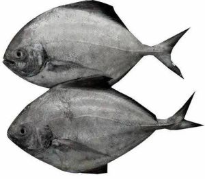 Pomfret Fish