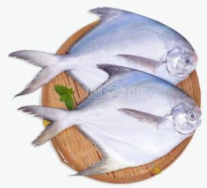 Pomfret Fish