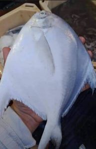 Pomfret Fish