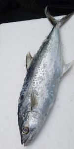 Frozen Surmai Fish