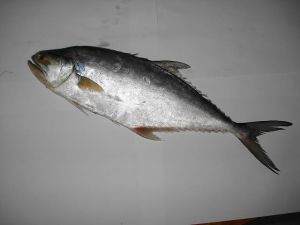 Frozen Surmai Fish