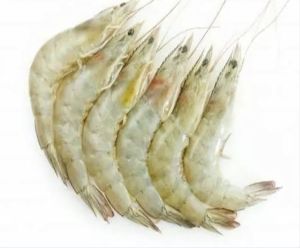 Vannamei Prawn
