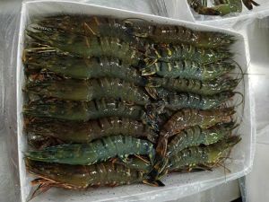 Vannamei Prawn