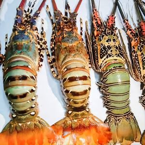 Vannamei Prawn