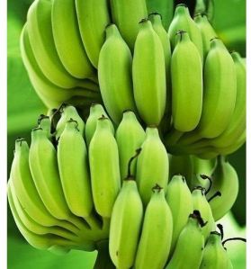 Natural Green Banana