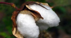 Silk Cotton