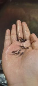 Chital Fish Seed