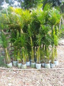 Areca Palm