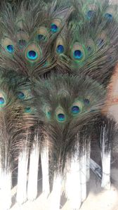 Peacock Feathers