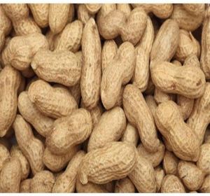 Whole Groundnut