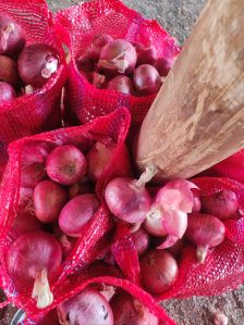 Nashik Onion