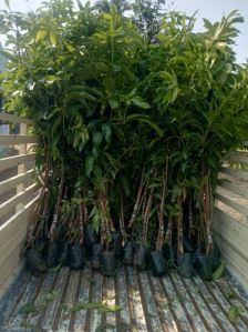 all varieties mango plant