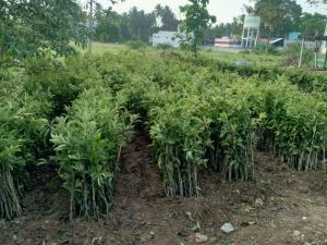 Sapota Plants