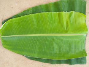 Fresh Banana Leaf